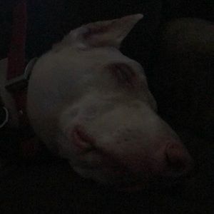 Meet your Posher, Claudia